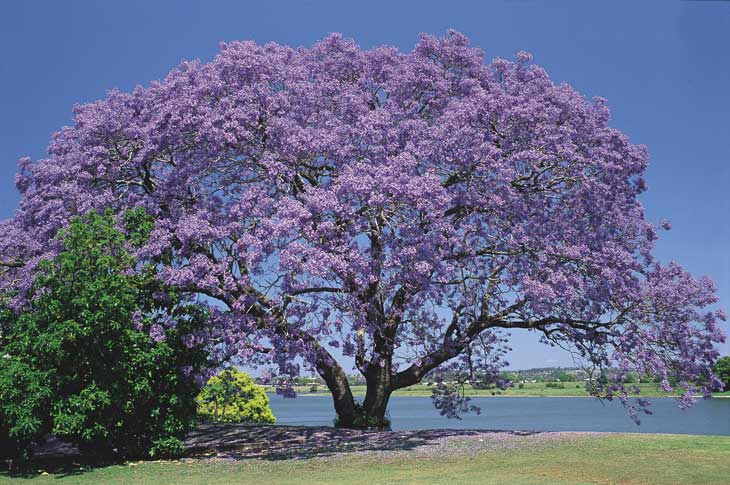 Jacaranda 